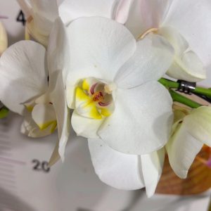 Alternative view of Фаленопсис 2цв. Каскадна #332