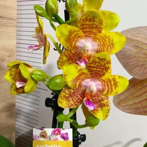 Фаленопсис 2  #215