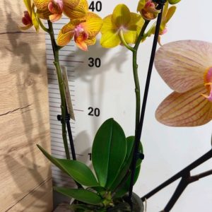 Alternative view of Фаленопсис 2  #217