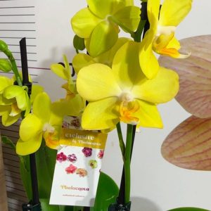 ТОП ЦЕНА !Фаленопсис 2  #184