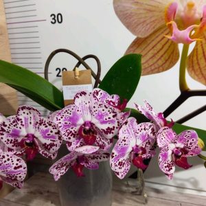 Alternative view of Фаленопсис 2цв. Каскадна #335