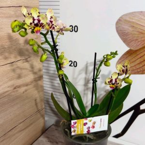 Alternative view of Фаленопсис 2  #214