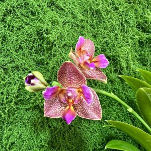 Фаленопсис 2  #226