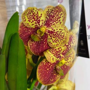 Ванда в стъкленица #6007