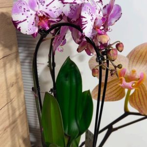 Alternative view of Фаленопсис 2цв. Каскадна #330