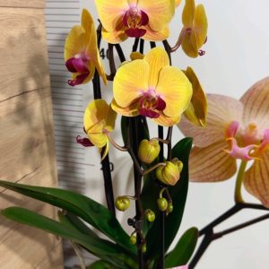 Alternative view of Фаленопсис 2цв. Каскадна #329