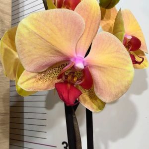 Фаленопсис 2  #206