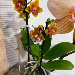 Alternative view of Фаленопсис 2цв. Пелорик #325