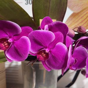 Фаленопсис 2цв. Каскадна #337