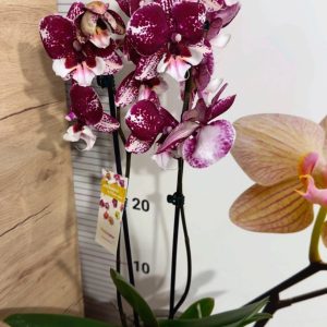 Alternative view of Фаленопсис 2  #212