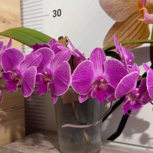 Alternative view of Фаленопсис 2цв. Каскадна #336