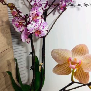 Alternative view of Фаленопсис 2  #187