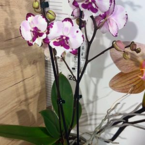 Alternative view of Фаленопсис 2  #207