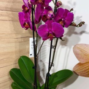 Alternative view of Фаленопсис 2  #216