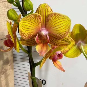 Фаленопсис 2  #217