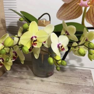 Фаленопсис 2цв. Каскадна #334