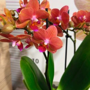 Фаленопсис 2  #209