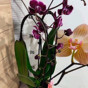 Alternative view of Фаленопсис 2цв. Каскадна #328