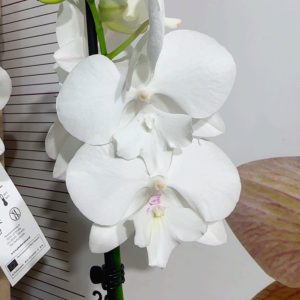 Фаленопсис 2  #205