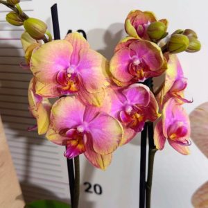 Фаленопсис 2  #213