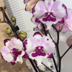 Фаленопсис 2  #207