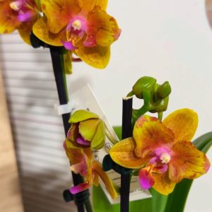 Alternative view of Фаленопсис 2  #201