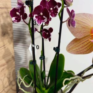 Alternative view of Фаленопсис 2  #203