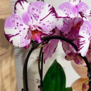 Фаленопсис 2цв. Каскадна #330