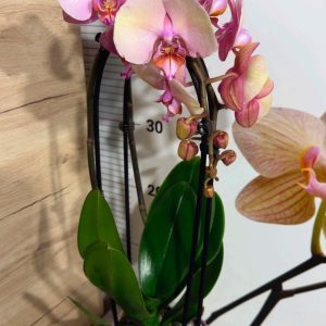 Alternative view of Фаленопсис 2цв. Каскадна #331