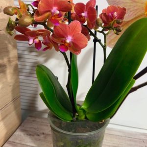 Alternative view of Фаленопсис 2  #209