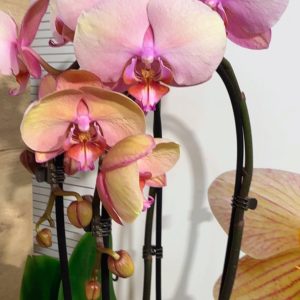 Фаленопсис 2цв. Каскадна #331