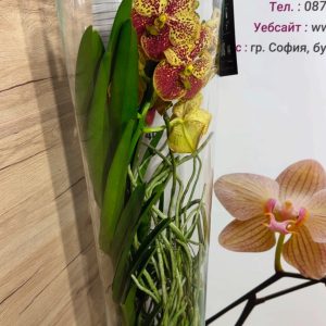 Alternative view of Ванда в стъкленица #6007