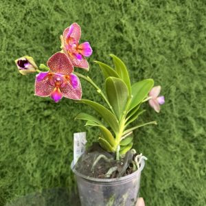 Alternative view of Фаленопсис 2  #226