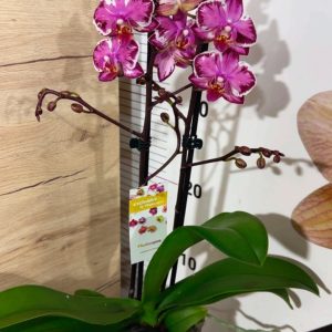 Alternative view of Фаленопсис 2  #202