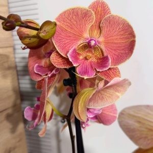 Фаленопсис 2  #210