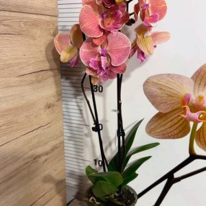 Alternative view of Фаленопсис 2  #210