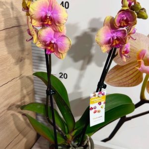 Alternative view of Фаленопсис 2  #213