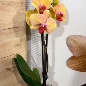 Alternative view of Фаленопсис 2  #206