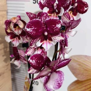 Фаленопсис 2  #212