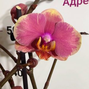 Фаленопсис 2  #225