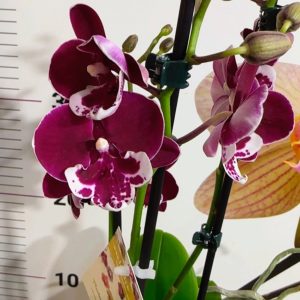 Фаленопсис 2  #203