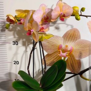 Alternative view of Фаленопсис 2  #224