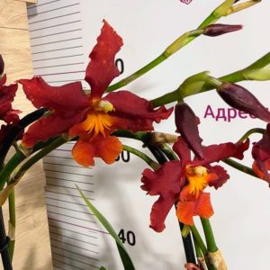 Ароматна Камбрия Каскадна  #98