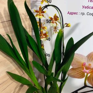 Alternative view of Ароматна Камбрия Каскадна  #99