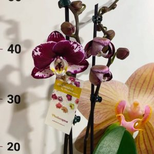 Alternative view of Фаленопсис 2  #223