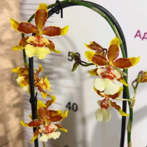 Ароматна Камбрия Каскадна  #99