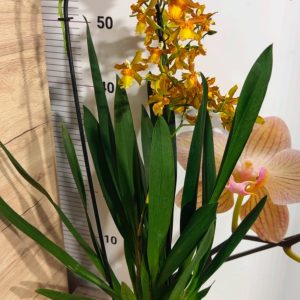 Alternative view of Ароматна Камбрия Каскадна  #101