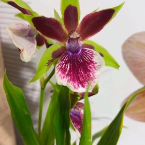 Арома Зигопеталум #94