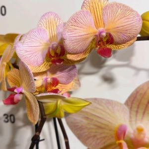 Фаленопсис 2  #224