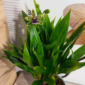 Alternative view of Арома Зигопеталум #93